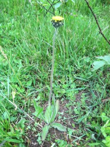 king devil hieracium pratense invasive