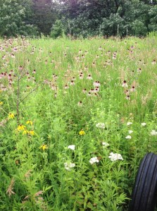 meiners uplands photo