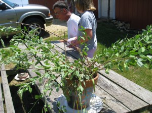 Lespedeza daurica IMG_3830 003