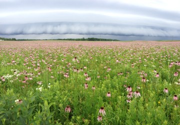 storm front over pale purple coneflower Nachusa by BKleiman 2013 06 22
