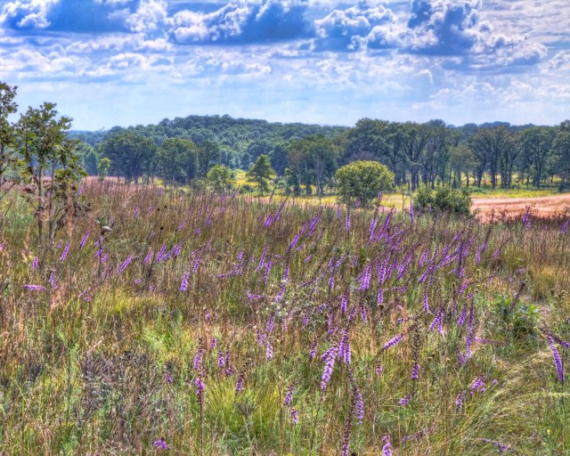dots knob by K Hallowell