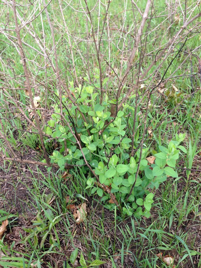 003-honeysuckle-top-killed-by-fire-that-resprouted