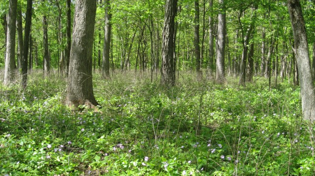 bennett-fire-effects-dead-honeysuckle