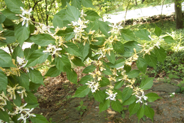 honeysucle-in-flower