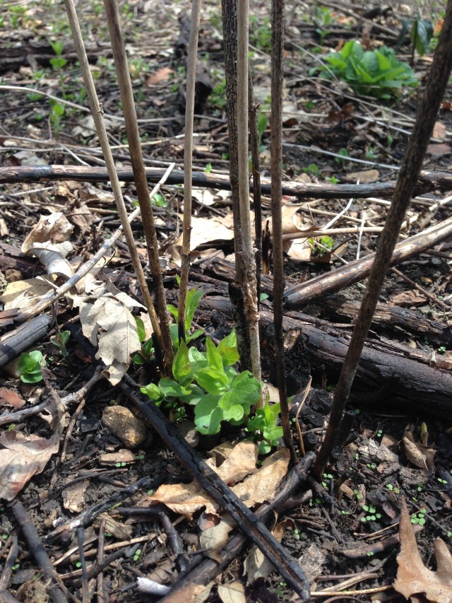 img_5119-honeysuckle-resprout-after-fire