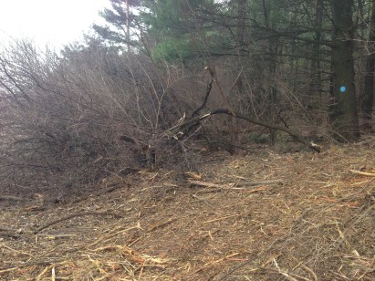 001-brush-mow-during