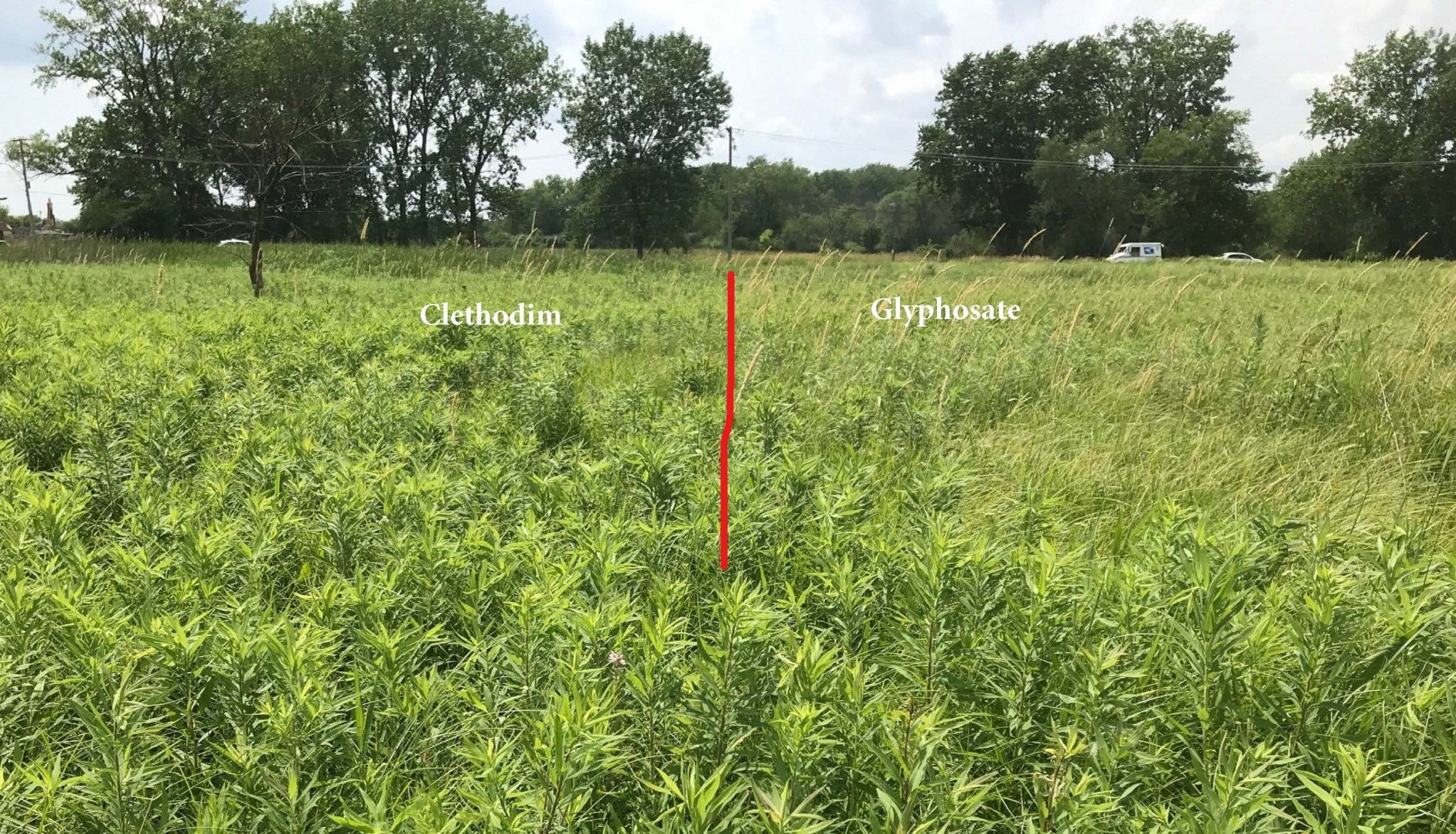 Herbicide Treatments to Reed Canary Grass Clethodim vs. Glyphosate