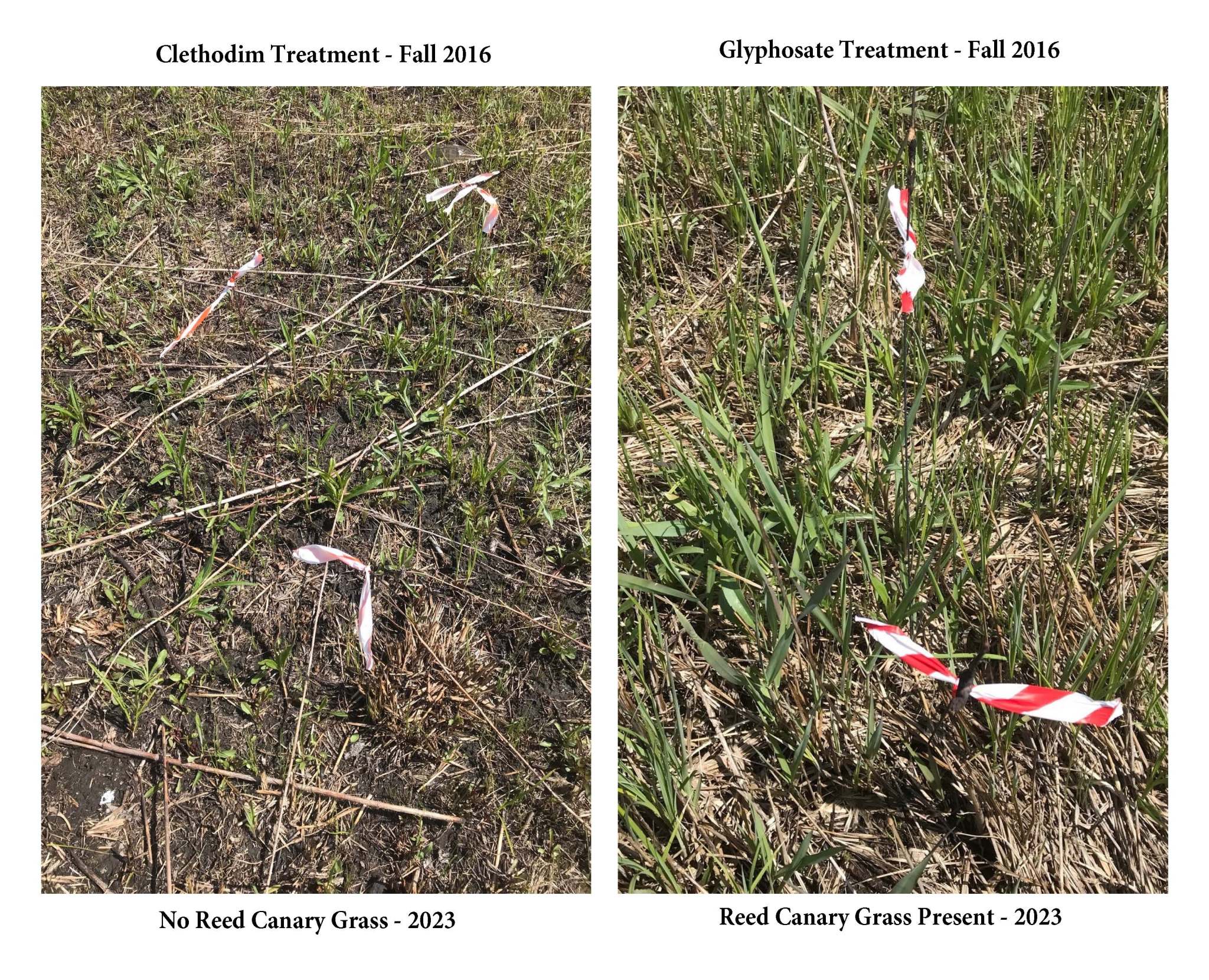 Herbicide Treatments to Reed Canary Grass Clethodim vs. Glyphosate